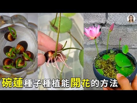 蓮花特徵